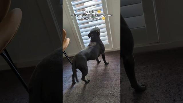 My Staffy Wants To Be Friends With EVERYONE 🥰