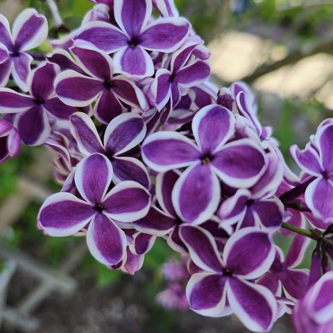 More lilac blossoms whose petals are bright purple with white streaks on the edges. Very classy!