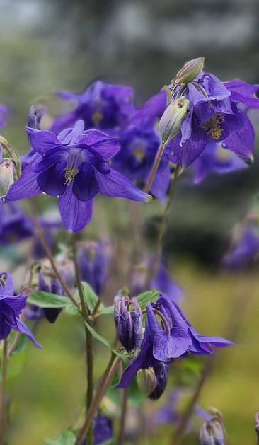 Deep purple columbine blossoms nodding like fairy bells atop their long stems.