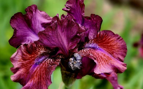A single bearded iris blossom in vibrant purple tones