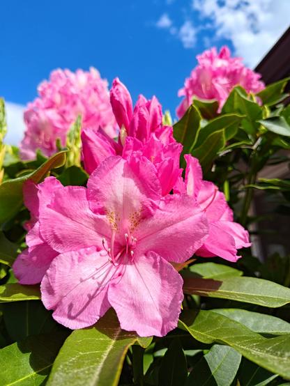 Macro photo of a cluster of bubblegum pink rhododendron flowers which are just opening. The blue sky and wispy clouds are visible in the background, as are more flower clusters.
