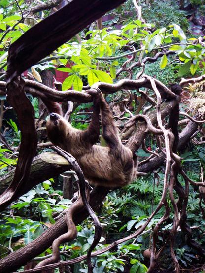 Toe-toed sloth climping from one branch to another