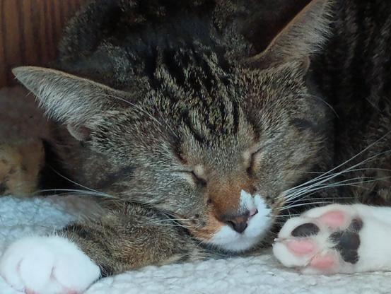 A little tabby cat with white markings is sleeping peacefully on a white blanket with blue trim.  She is lying inside a small nook in a bookcase/entertainment center.  Her little white chin is resting on a striped foreleg.  Three pink toe beans and one black toe bean are showing on one of her hind feet.