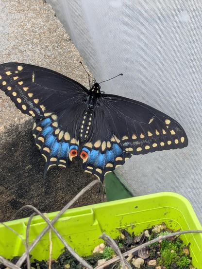 A black swallowtail butterfly rests on a cement block with its wings flatted out to dry. Its body is black with yellow spots and its wings are black with yellow stripes near the edges and blue patches at the bottom.