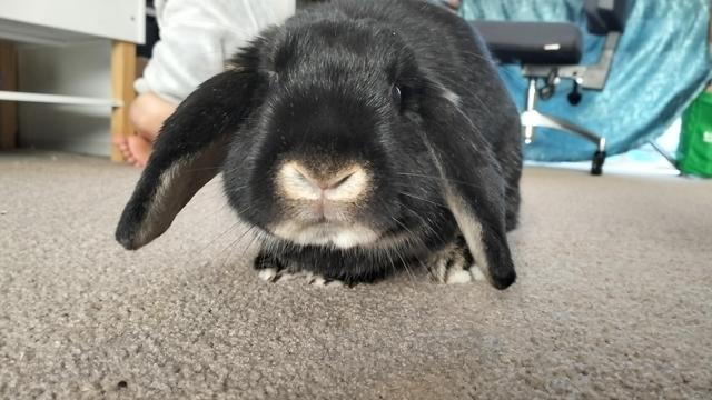 Face of black lop eared rabbit from ground level showing the mouth. He is on carpet and there are cloths in the background
