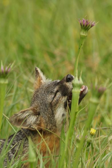 tiny, cute dwarf fox bites down on a thistle stalk which is much taller than he is.