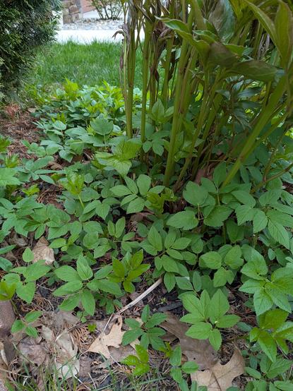 Picture of the base of my peony bush where you can see a plant growing all around it.