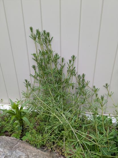 Picture of a garden white plastic fence against which a plant is growing.