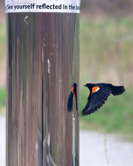 A male Red-winged Blackbird, a black bird with red and yellow shoulder patches, hovers next to a shiny pillar imprisoning his nemesis: his own reflection.
