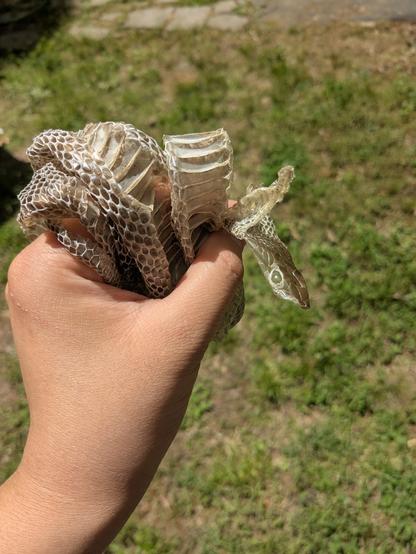 Shed Snakeskin wrapped around my hand, with the hole for the head open.  Its about the length of my whole arm and maybe 1.5 inches wide?