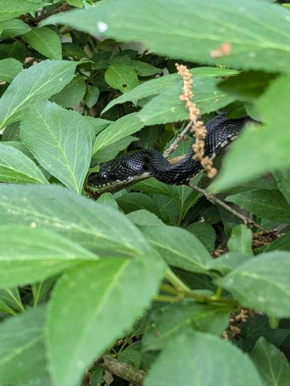 Black Snake slithering in green bush leaves.  Probably the same snake that shed the previous skin