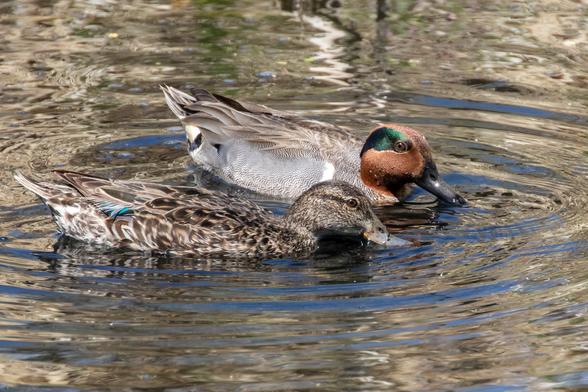 A male and female pair of Green-winged Teal ducks dabbling in a shallow creek.