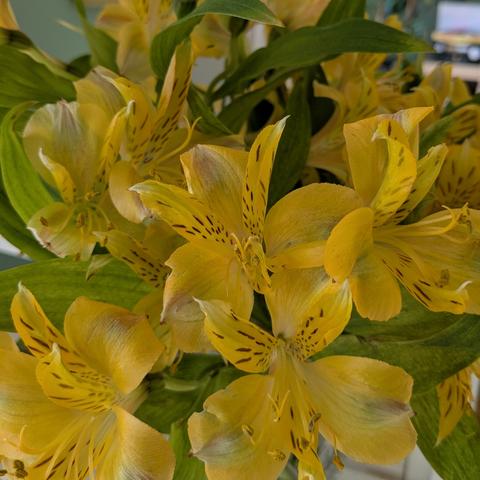 Imagen: Ramo de alstroemerias amarillas en jarrón en el estante de la sala de estar.

Image: Yellow alstroemeria bouquet in vase on living room shelf.

Image : Bouquet d'alstroemerias jaunes dans un vase sur une étagère du salon.

画像: リビングルームの棚の花瓶に飾られた黄色いアルストロメリアの花束。