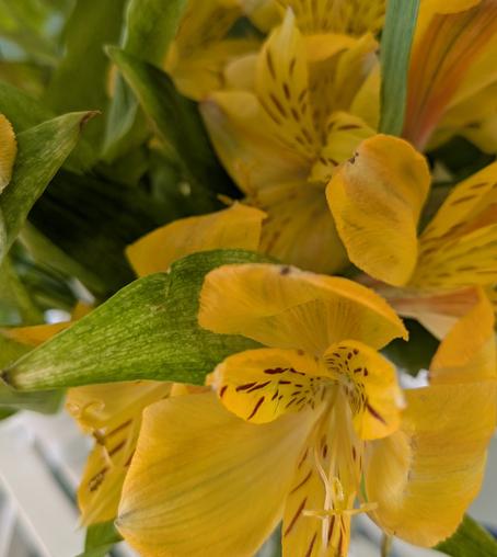 Imagen: Ramo de alstroemerias amarillas en jarrón en el estante de la sala de estar.

Image: Yellow alstroemeria bouquet in vase on living room shelf.

Image : Bouquet d'alstroemerias jaunes dans un vase sur une étagère du salon.

画像: リビングルームの棚の花瓶に飾られた黄色いアルストロメリアの花束。
