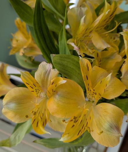 Imagen: Ramo de alstroemerias amarillas en jarrón en el estante de la sala de estar.

Image: Yellow alstroemeria bouquet in vase on living room shelf.

Image : Bouquet d'alstroemerias jaunes dans un vase sur une étagère du salon.

画像: リビングルームの棚の花瓶に飾られた黄色いアルストロメリアの花束。