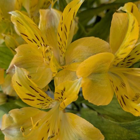 Imagen: Ramo de alstroemerias amarillas en jarrón en el estante de la sala de estar.

Image: Yellow alstroemeria bouquet in vase on living room shelf.

Image : Bouquet d'alstroemerias jaunes dans un vase sur une étagère du salon.

画像: リビングルームの棚の花瓶に飾られた黄色いアルストロメリアの花束。