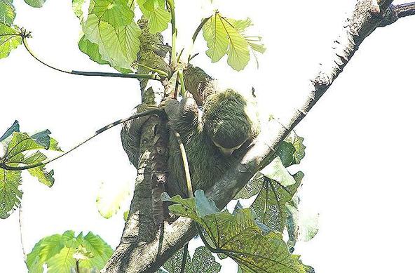 Three-toed slothsitting in a tree. The picture is taken against hhe sky, so its pretty bright.