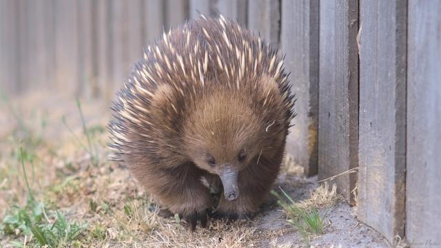 An echidna walks towards the camera, filling the height of the frame.  It's on a dry lawn, a timber paling fence  to it's left.  Their long nose shows signs of it's foraging for ants, with sand and dirt particles clinging to it's wet nose.  It is a sunny day, it's fur shining a golden brown.

Lens: Takumar f/2.8 120mm.