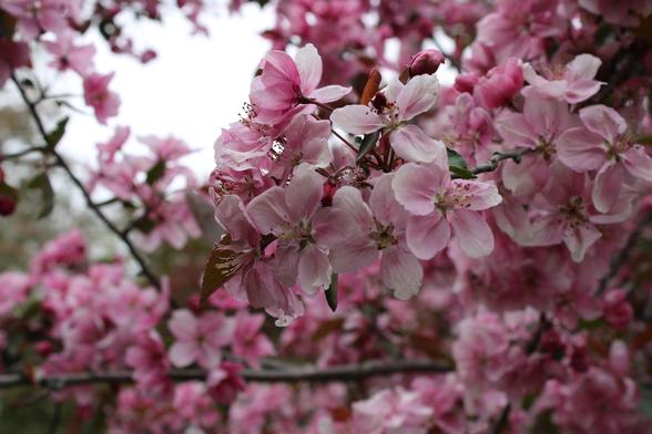 Pink buds and lighter pink five-petal blooms covering branches of a tree along with a few green leaves against a blurred background of other blooms and branches of the same tree and a gray overcast sky.