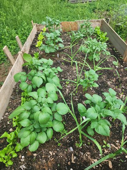 Raised bed of potato plants, lettuce, garlic, and onion
