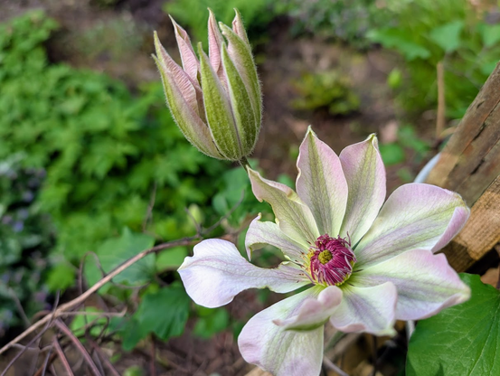 Close-up photo of a pinkish clematis bloom that bugs have chewed on before the petals unfurled. One petal has been eaten into two long skinnier petal parts and another has been nibbled to look like the working part of an oar. One unopened bloom is standing guard behind the damaged one.
