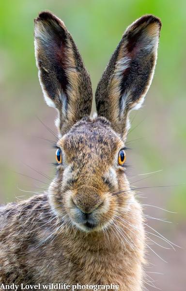 very close up portrait of brown hare