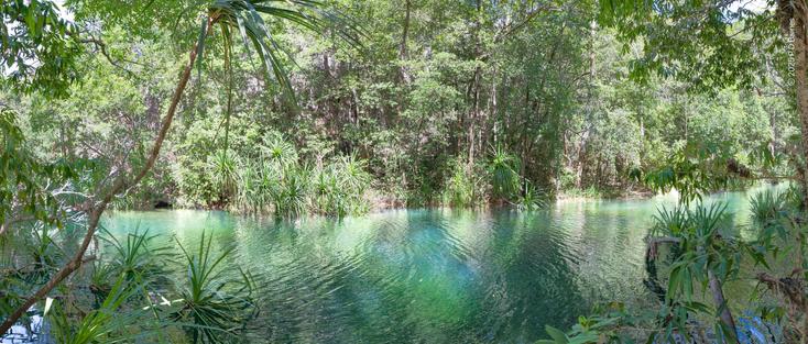 Panorama of a section of a tropical creek flowing from a waterfall. The creek's water flows left to right across the image, and is a vibrant green colour, due in part to the lush surrounding monsoon rainforest, and in part due to the nutrient-rich water. The view is framed by palms and trees on the near bank, with a dense rainforest coming down to the water's edge on the opposite bank.