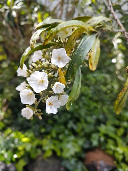 Em primeiro plano, um cacho de flores brancas pentâmeras delicadas desabrochadas em um ramo cheio de brotos fechados. 

No fundo, apenas o verde de rasteiras e algumas pedras, tudo desfocado.
