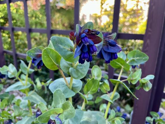 Nodding deep blue-purple inflorescences made up of bell shaped flowers and coloured bracts