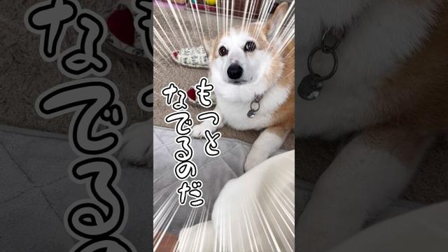 相手して欲しい飼い主を相手してやった犬🐶それに文句を訴える犬🤭#わんこ #わんこ動画 #コーギー #いぬのいる生活 #いぬとの暮らし #わんこがいる生活 #コーギー犬 #いぬ #犬のいる幸せ