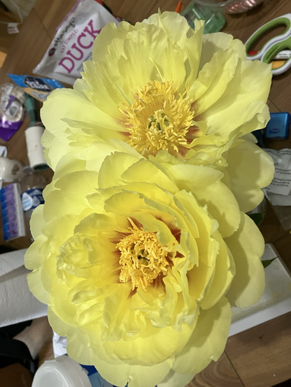 Close up of two lemon yellow peony blooms. They are on short cut stems and in a jar in the center of a kitchen table. The lemon yellow petals complement the butter yellow stamens that look like fringe in the center of each bloom.