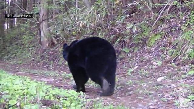 【詳報】『ツキノワグマ出没警報』発表 3年連続・過去最も早い発表時期に 期間は5月1日〜11月30日まで 青森県（ＡＴＶ青森テレビ） - Yahoo!ニュース - Yahoo!ニュース