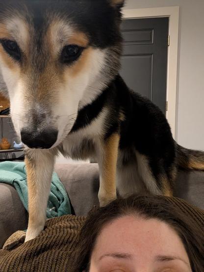 iPhone photo of my granddog, a husky and GSD mix, with his beautiful cream tan taupe and black face. He’s climbing on the back of my son and daughter-in-law’s sofa, about to get in her lap. You can see my daughter-in-law’s forehead at the bottom of the frame.