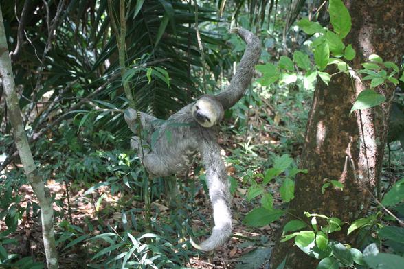 Toe-toed sloth hangging free-armed on a tree