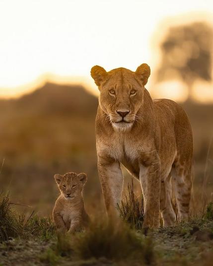 wild lioness and her cub facing camera