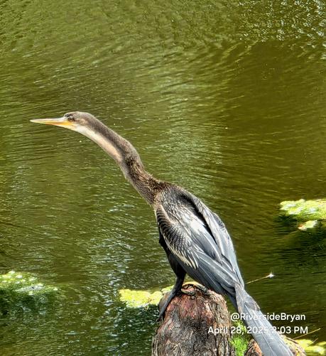 Unusual waterbird perched atop a cypress stump at the edge of a waterway watching out over the water for some breakfast.