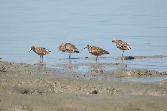 A group of Wimbrels wading in shallow water. The brown birds have long, thick bills and are standing or preening on a Bay low tide muddy area