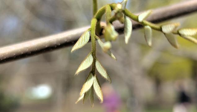 A close-up photo of newly-emerged, light green Honeylocust leaves, with leaflets covered in fine hairs. The twig upon which the leaves are borne cuts on a slant across the photo, and slightly blurred, and the background of the photo is completely out of focus.