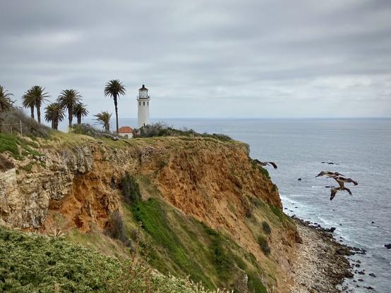 A white lighthouse with a red-roofed building beside it stands atop a rugged, reddish-brown cliff overlooking the ocean. Tall palm trees surround the lighthouse, and a cloudy sky casts soft, diffused light across the scene. Below the cliff, waves gently meet a rocky shoreline. A group of brown pelicans glides in formation along the coastline.
