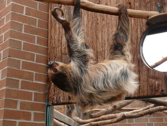 Two-toed sloth hanging on a branch in Dortmunder zoo