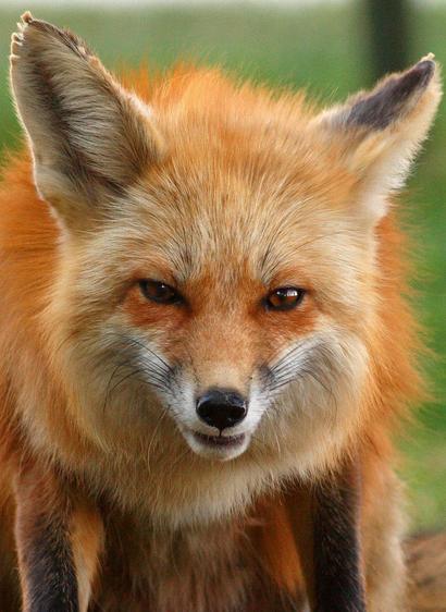 Picture of a Fox