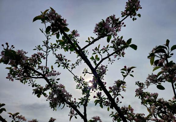 Blooming apple tree branches with over cast sky and sun behind it