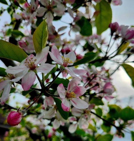 Light and dark pink on the apple blossoms.