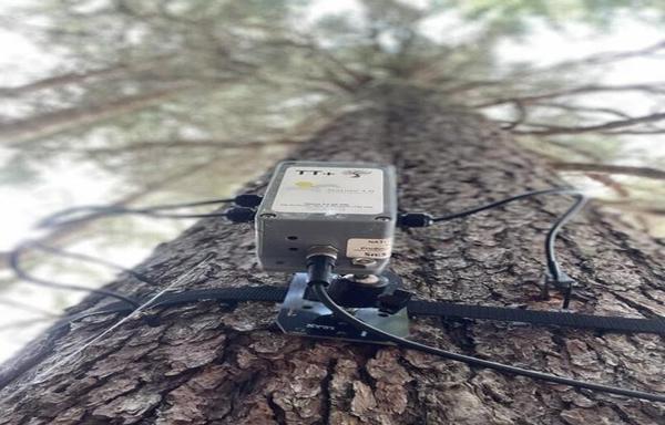 Trees Communicate With Each Other to Get Ready for a Solar Eclipse