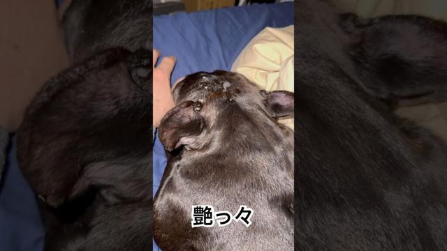【今朝の凛さん】まだまだ眠そうなフレンチブルドッグ🐶 #frenchbulldog #frenchbulldoglife #frenchie #shorts