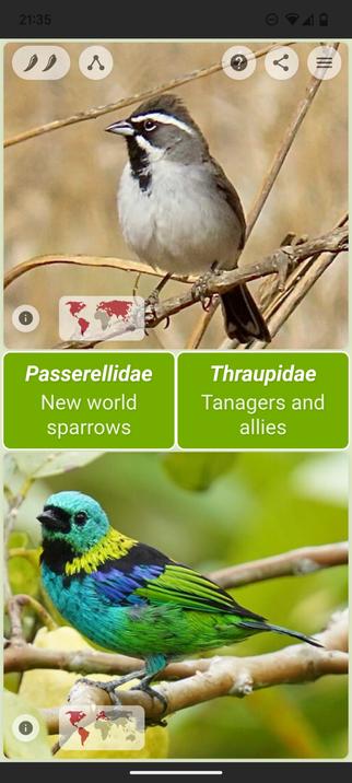 DuoNat, learning to distinguish tanagers. swipe name to picture. swipe left for next pair.