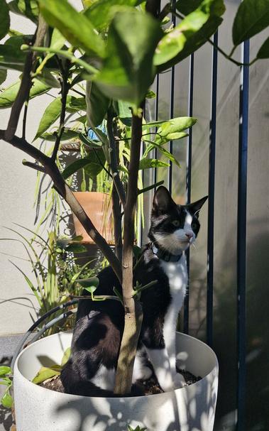 a tuxedo cat a pot plant