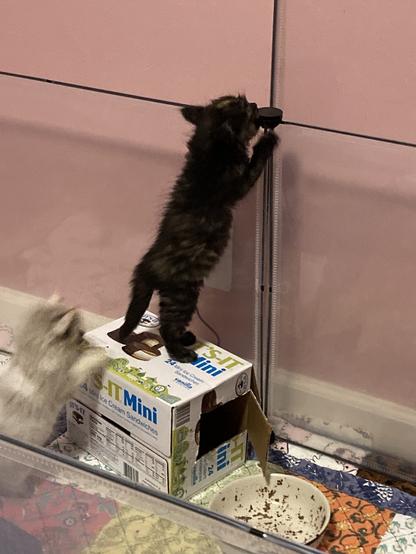 Photo of a tortie kitten standing on an Its-it Mini (icecream sandwich) box, which allows her to reach the top of her playpen. A cream color-point kitten is a blur below her.