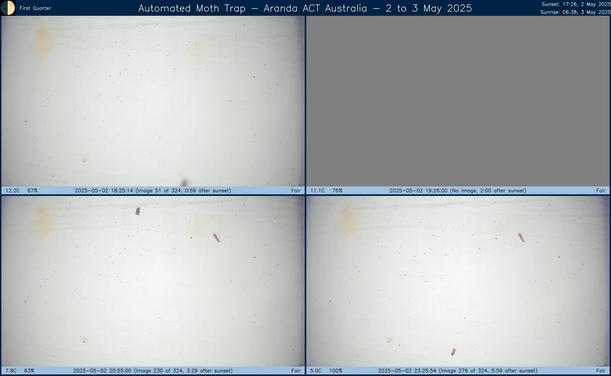 Collage showing insects attracted to light and automatically imaged 1 hour, 2 hours, 4 hours and 6 hours after sunset in Aranda, ACT, Australia on the night of 2 to 3 May 2025. The image includes four smaller images collected around the listed times. Each image shows a section of sheet with a variable number of insects attracted to UV and visible light. Number and variety depends on time of year and conditions during the given night. The image is also labeled with basic details of the associated weather and moon phase. For more explanation of the Automated Moth Trap project visit https://amt.hobern.net/ and https://www.flickr.com/photos/dhobern/albums/72177720322426621.