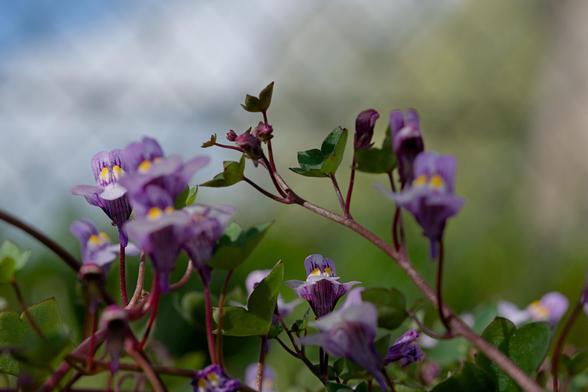 purple flowers on red stems with a green and sky background